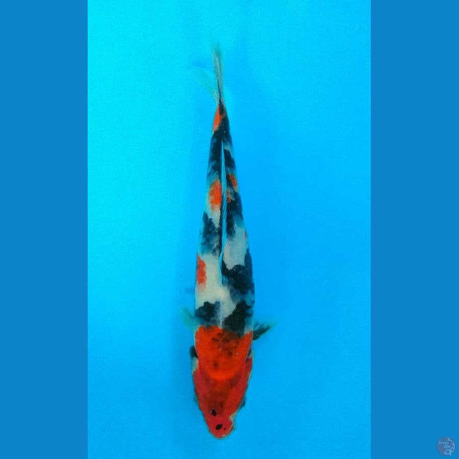 SHOWA (22CM)