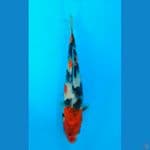 SHOWA (22CM)