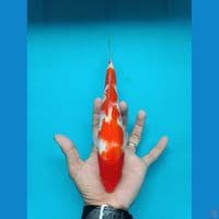 Kohaku 25 cm