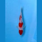 Kohaku Step 3 Ori 17cm
