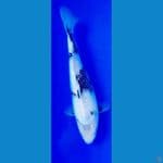Shoro Gindrin 30cm Female