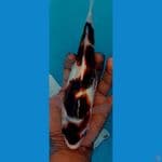 Goromo 26cm Female