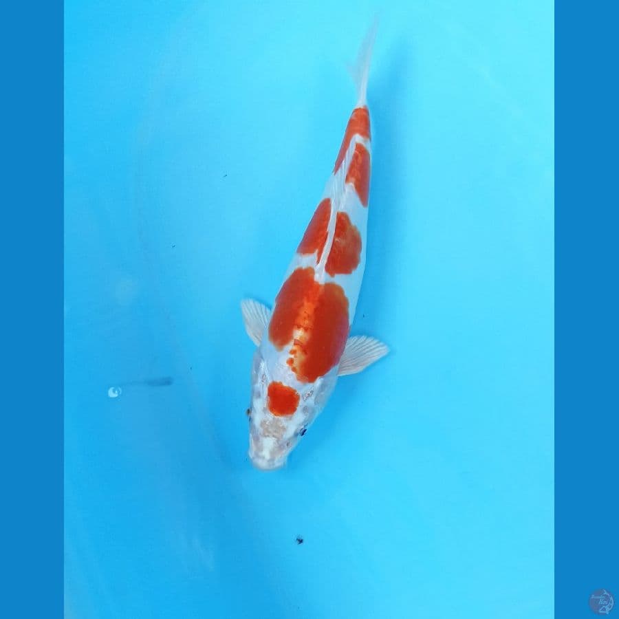 Kikushui 23cm