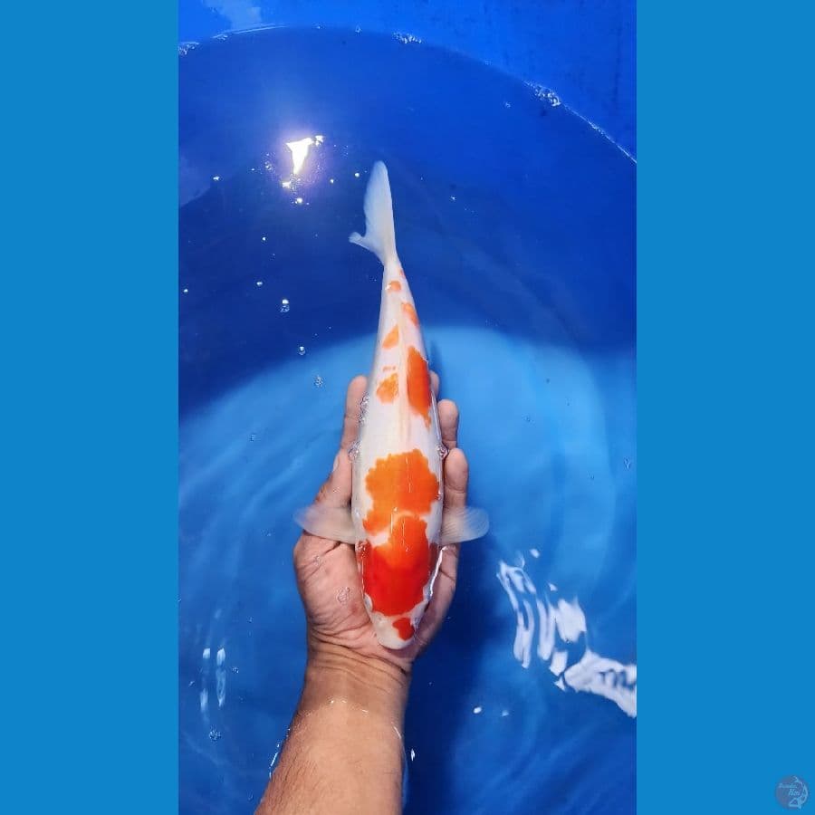 27cm kohaku Bulky