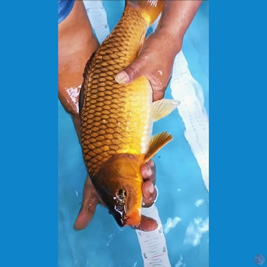 chagoi 47cm