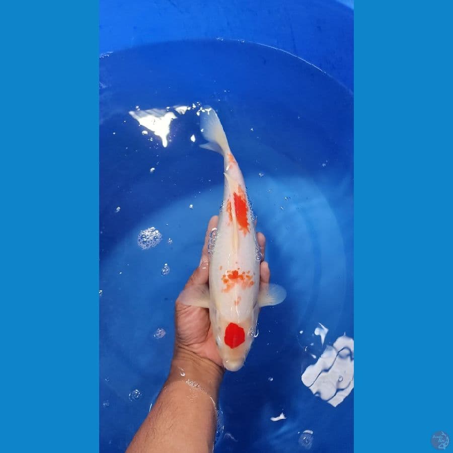 31cm maruten kohaku kanoko