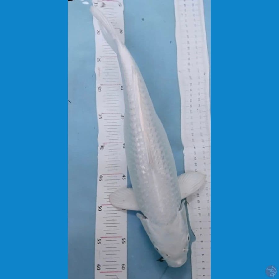 platinum ginrin 41cm