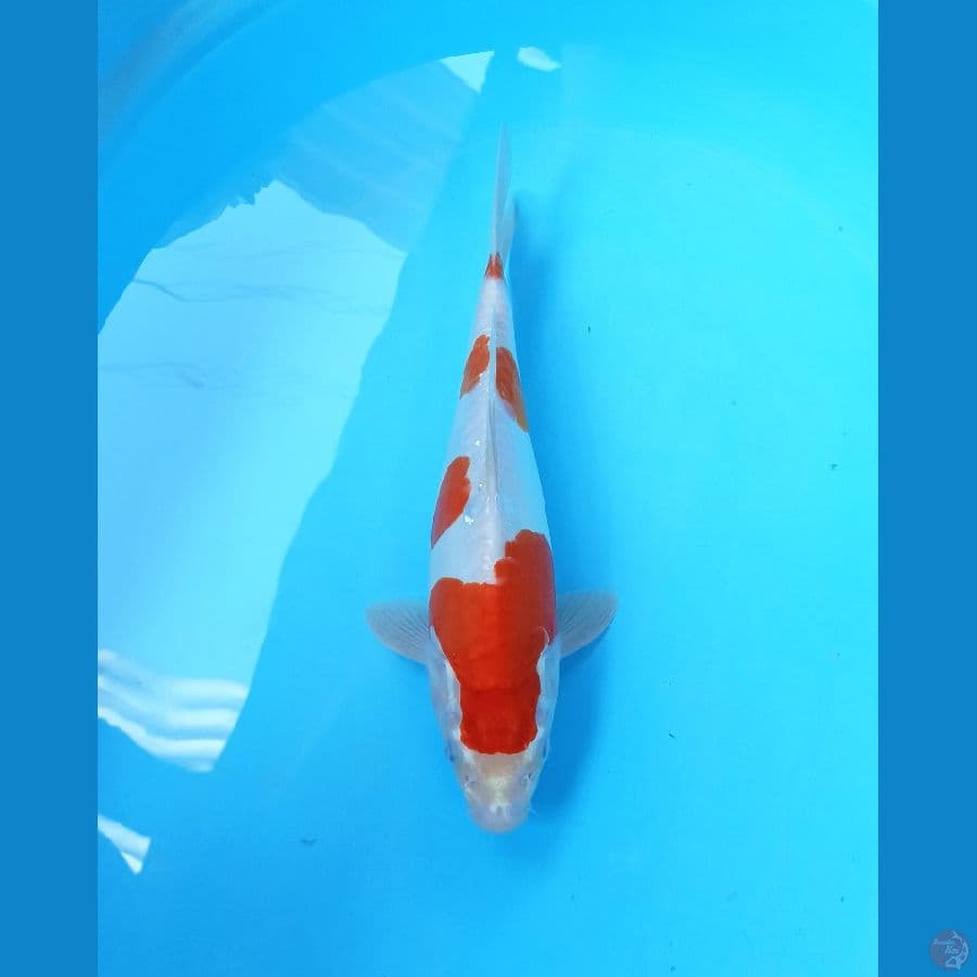 Kohaku doit 31cm