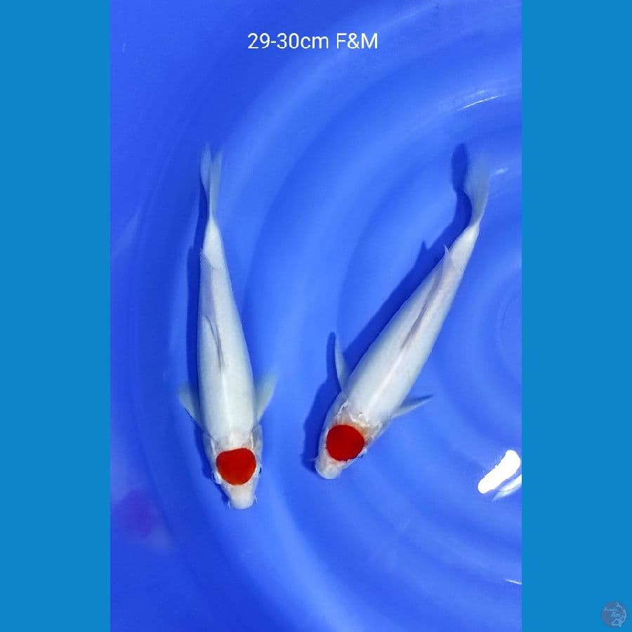 tanco kohaku 29-30cm