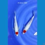 tanco kohaku 29-30cm 