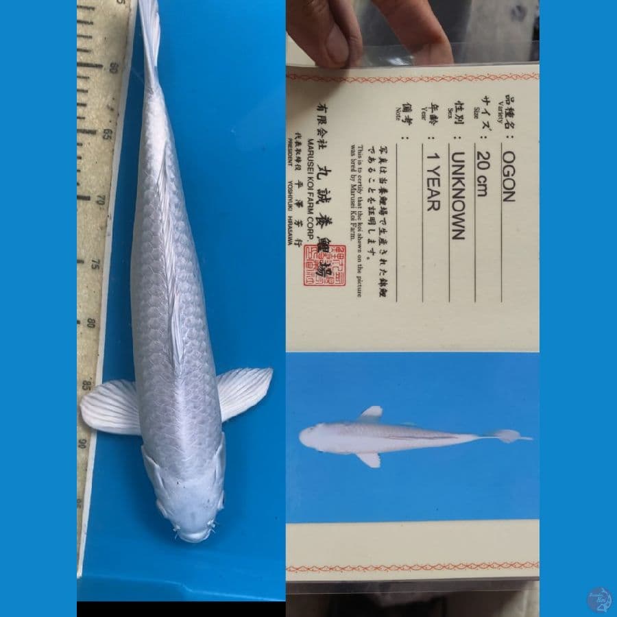 Ogon Platinum 40cm Marusei