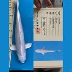 Ogon Platinum 40cm Marusei