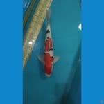 sanke pejantan 45cm