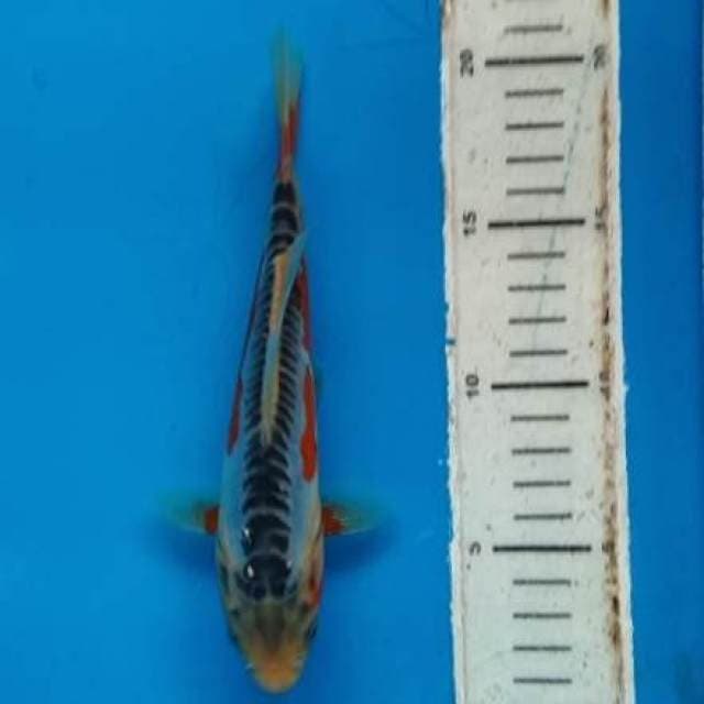 18 cm - HQ Shusui