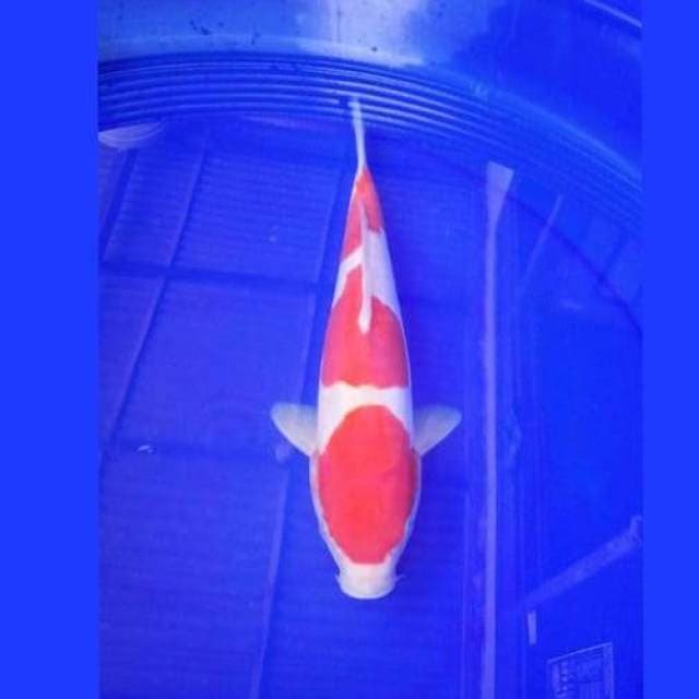 Kohaku 3 stepp doit 28cm