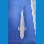 platinum 37cm