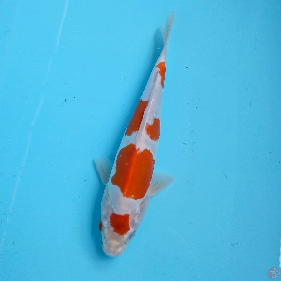 kohaku doitsu, 25 cm