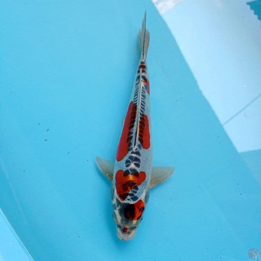 goshiki doitsu, 29 cm