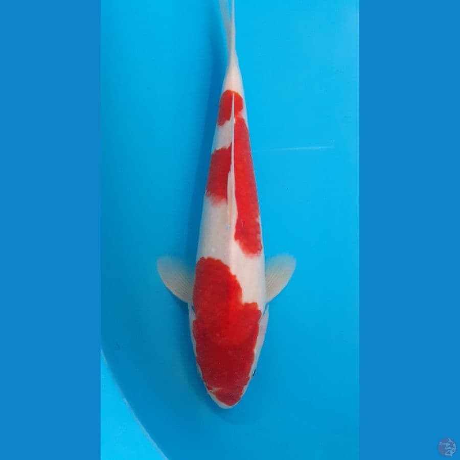 AI GOROMO 34CM MALE