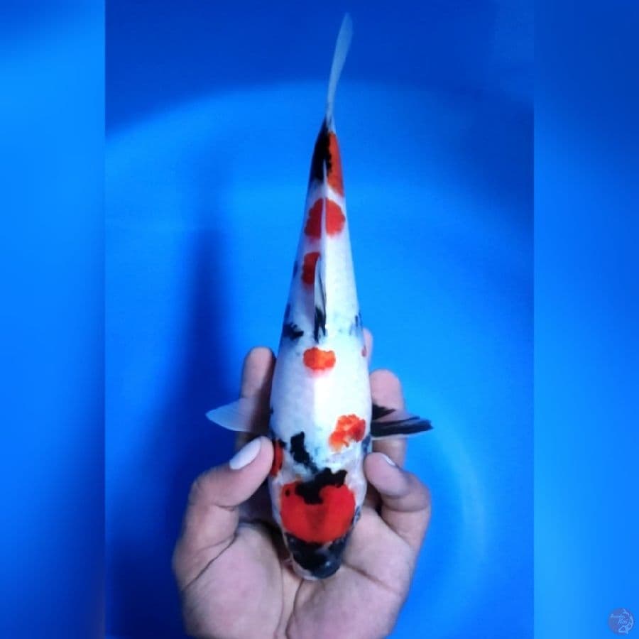 MARUTEN KINDAI SHOWA # 26CM - F