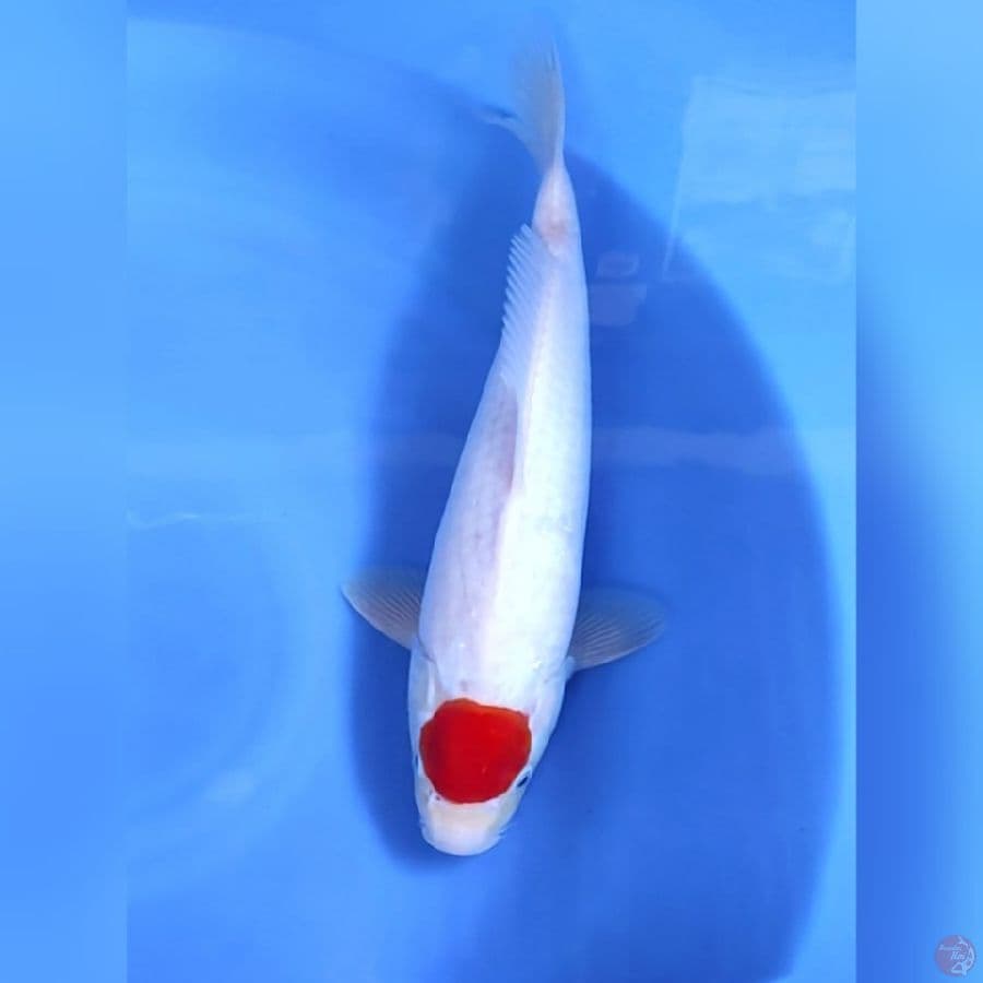 TANCHO ISTIMEWA # 35CM - M