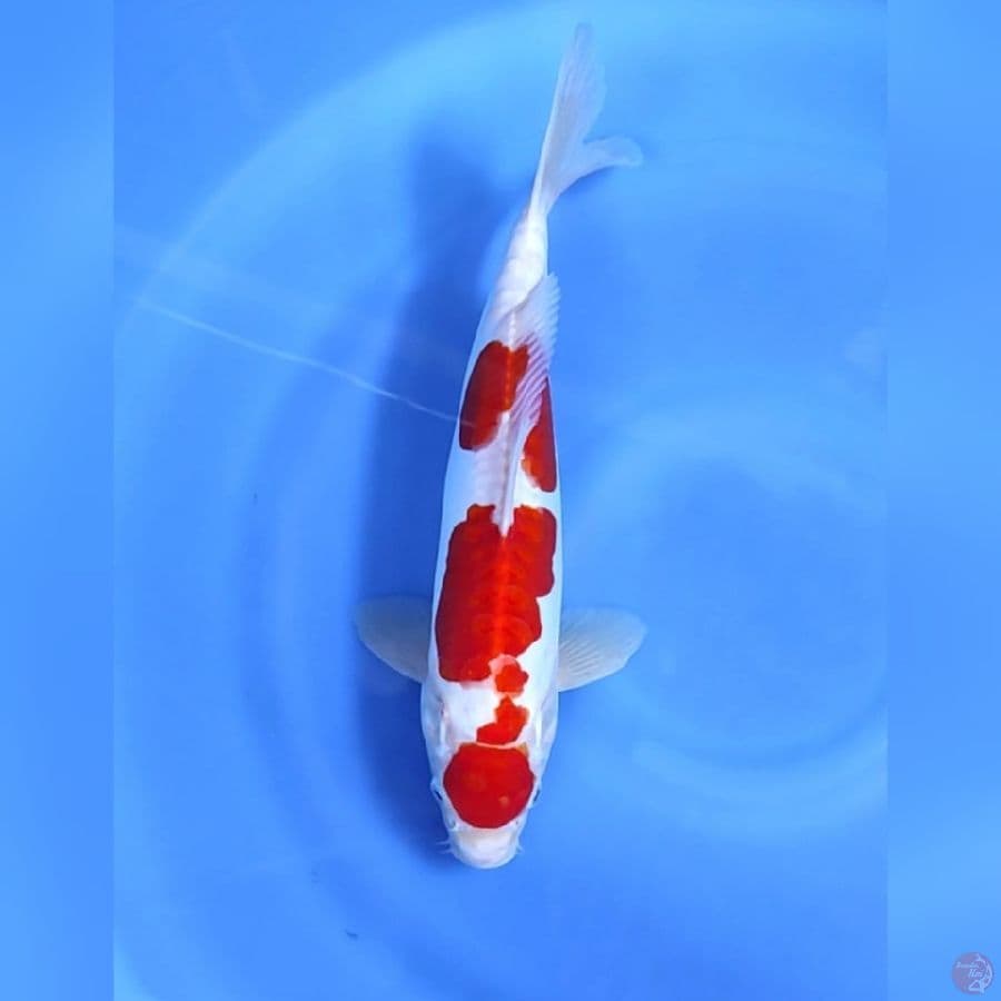 KOHAKU DOITSU # 36CM - M
