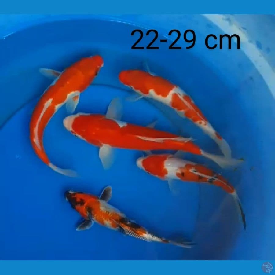 mix 22-29 cm