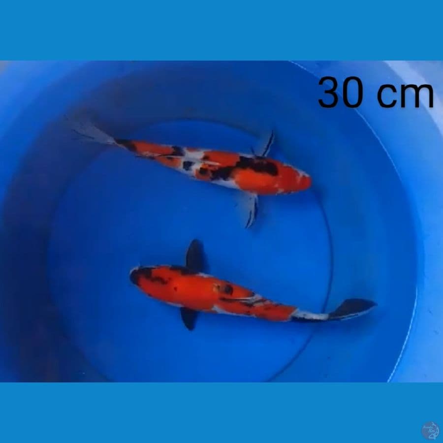 showa 30 cm
