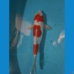 Kohaku Doitsu 3 step 35 cm