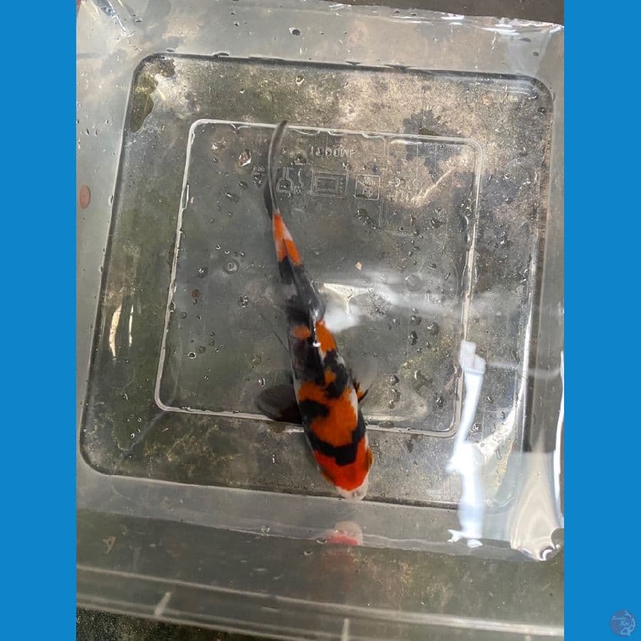 showa sanshoku 12cm