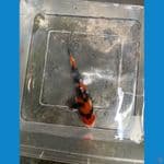 showa sanshoku 12cm