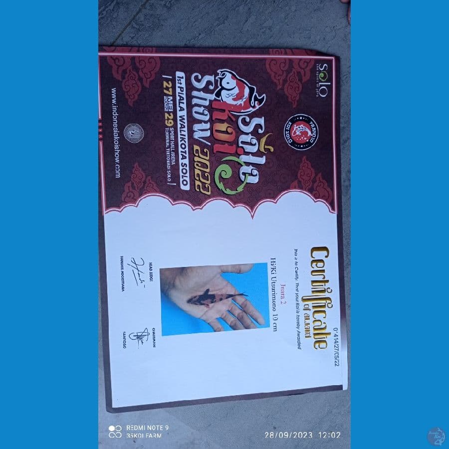hiutsuri juara 2 1st solo 