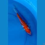 Kohaku Strong 27cm