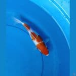 Kohaku 26cm