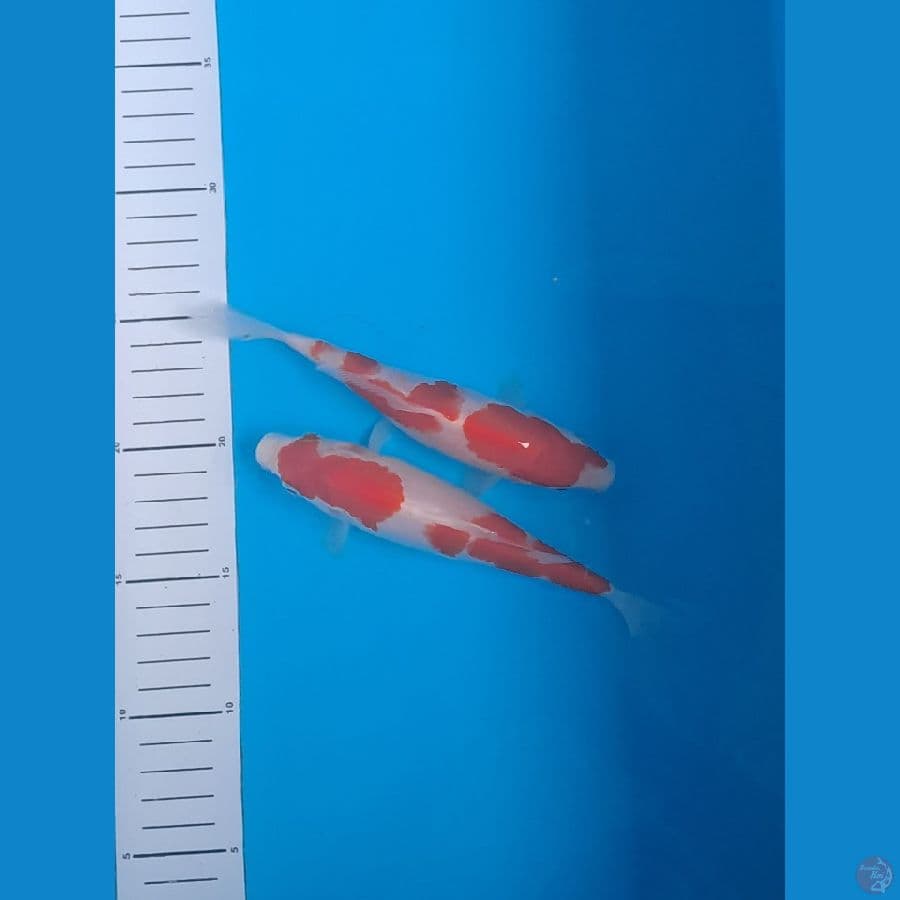 2 ekor Kohaku 18cm