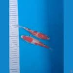 2 ekor Kohaku 18cm