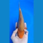 CARAMEL PUNUK SQ