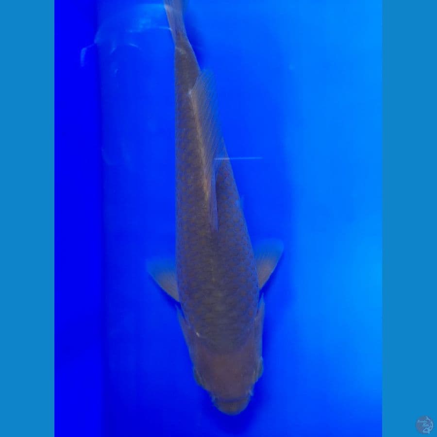 19cm caramel coklat