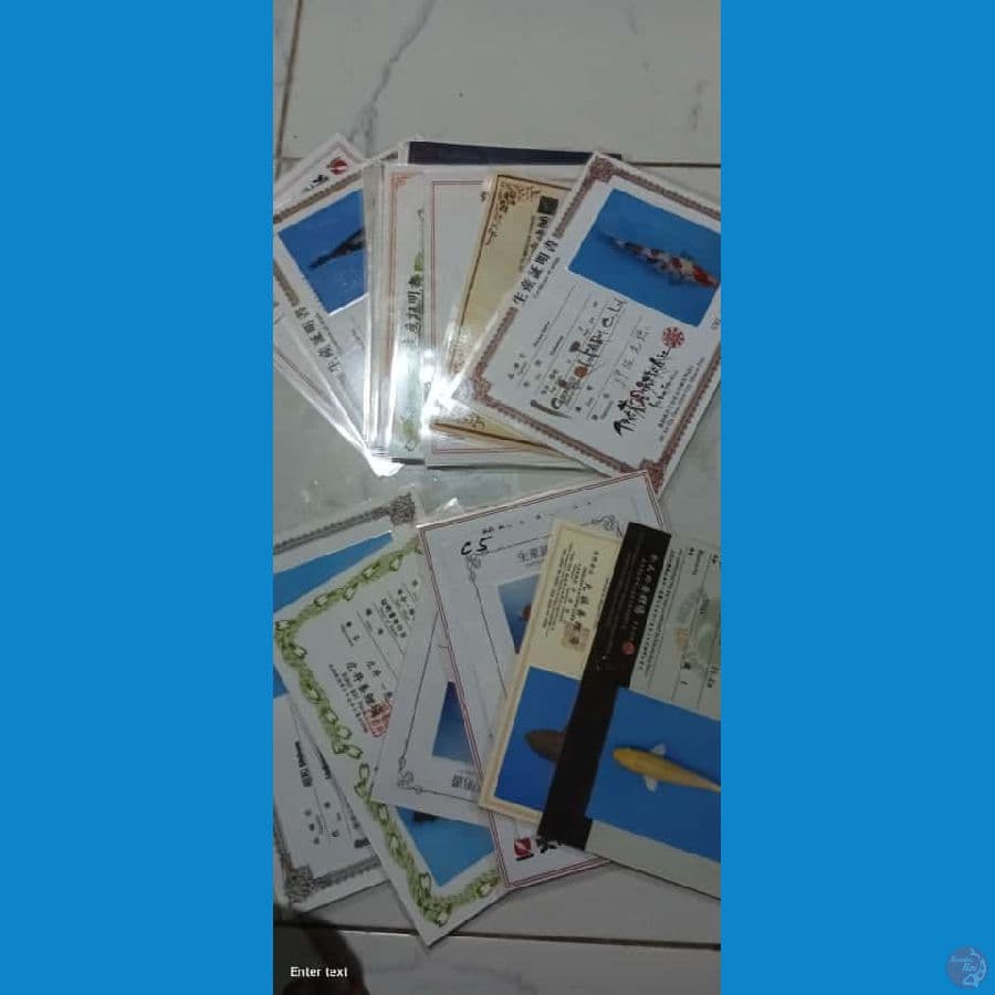 borongan kolam filter 50 55 60 65 70 cm 26 ekor 