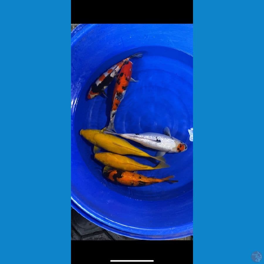 mix 6ekor 33-40cm