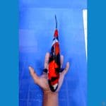 showa 31cm 