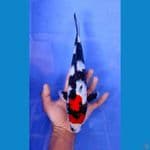 showa 30cm/male