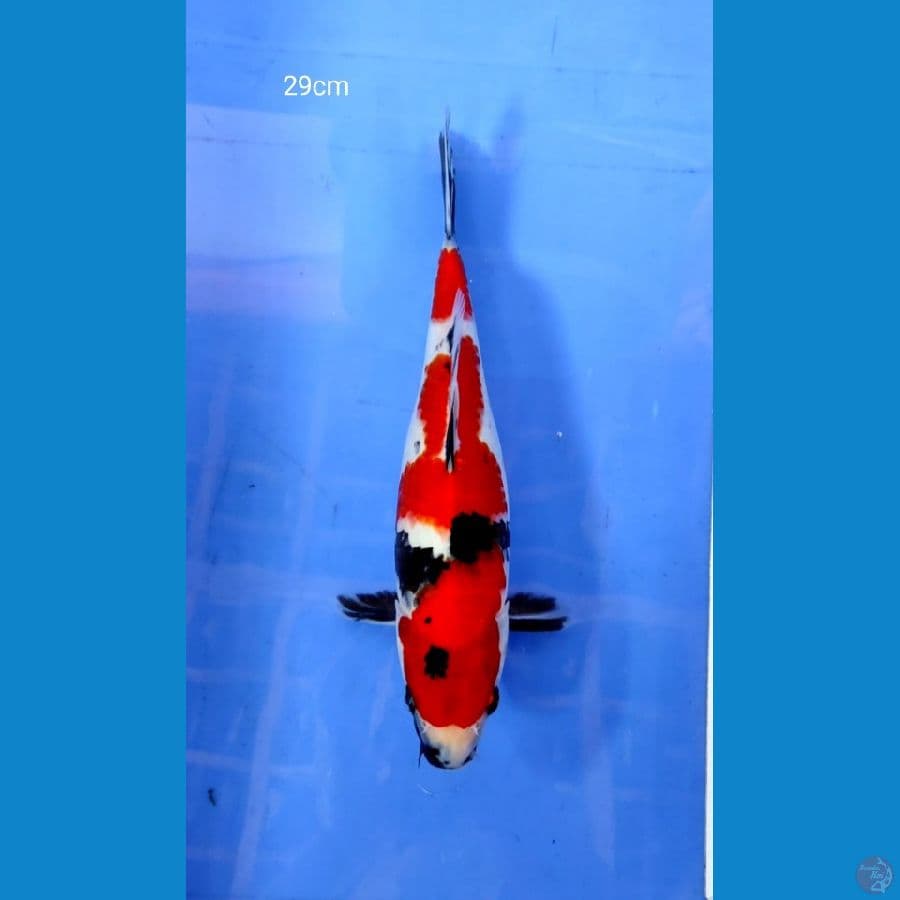 showa 29cm 