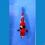 showa 29cm 