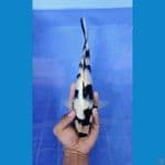 shiro sq 30cm/male