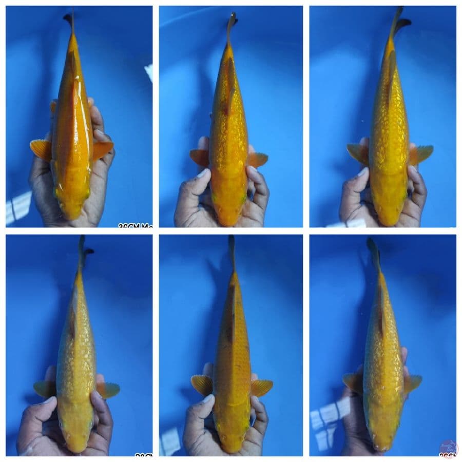 PAKET 29-36CM