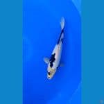 PANDA 03 SHIRO SI GANTENG 30 M