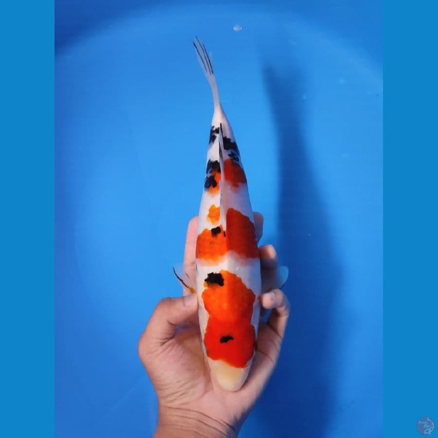 SANKE 28CM - FEEMALE