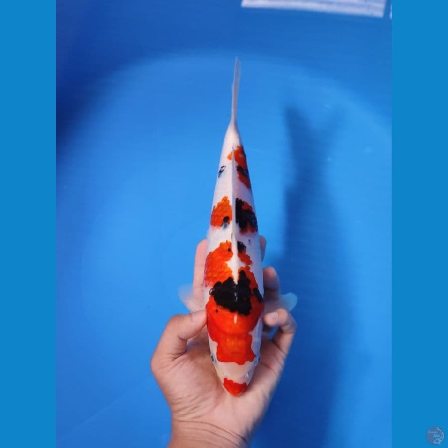 SANKE 28CM - MALE
