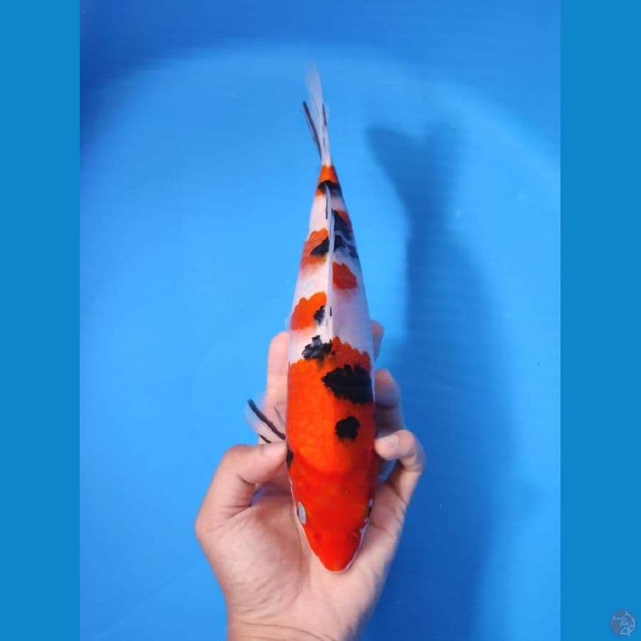 SANKE 28CM - MALE